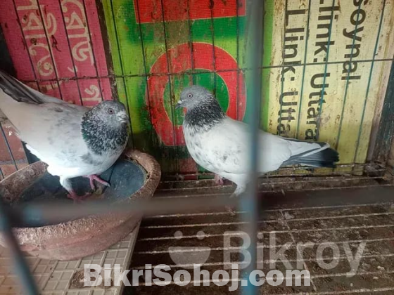 ভালো জাতের গিরিবাজ কবুতর